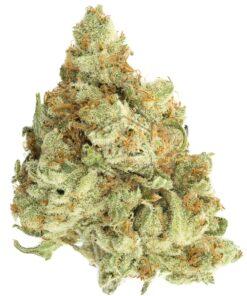 Golden Goat by Irie Genetics