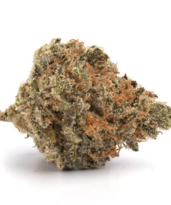 Alien Dawg