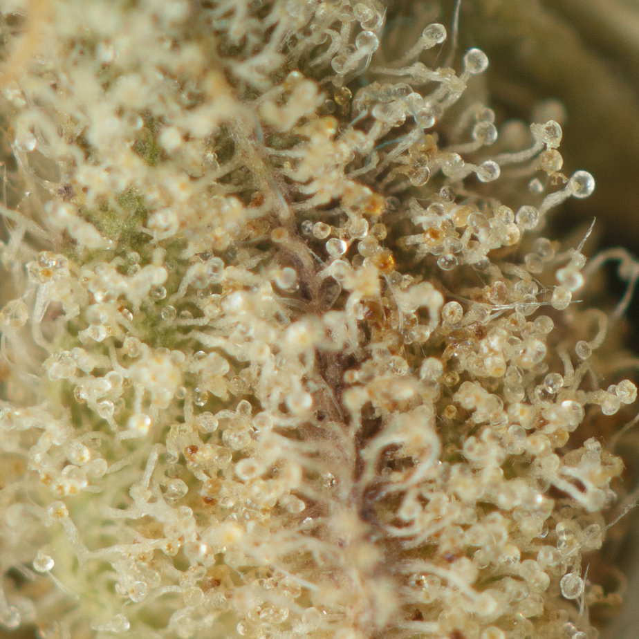 Apricot Jelly Weed Delivery Same Day Tropic Exotic Weed