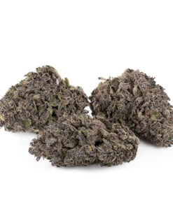 Black Truffle