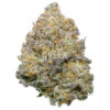 Hash – Laughing Buddha