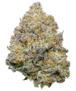 Blue Fuego by Strait A Genetics