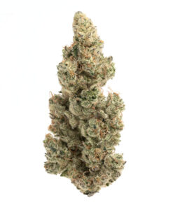 Bubble Gum Sherb