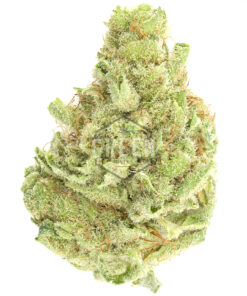 Cinex by Elev8 Seeds