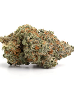 Great White Shark
