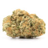 Great White Shark