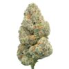 Gorilla Glue