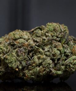 Thon de douze semaines LSO-Indica