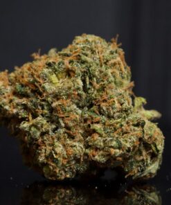 Amnésie LSO-Indica