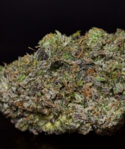 Pink Comet LSO-Indica