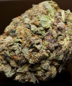 Pink Santana-Indica