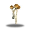 Psilocybin – Albino AAAA+