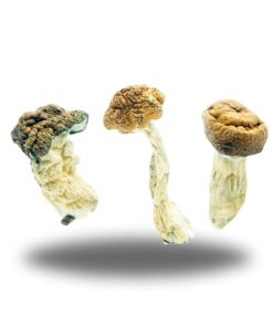 Psilocybin – Texas Penis Envy AAAA+