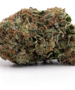 Pink Bugatti – Indica