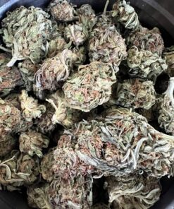 King Kush AA – Hybrid