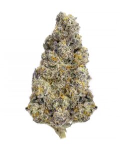 Biscotti – AAAA+
