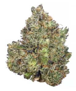 Wild Animal Cookies – AAAA