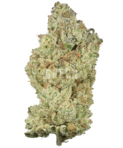 Lemon Meringue by Exotic Genetix