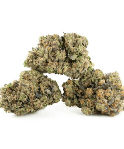 Master Kush