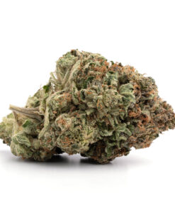 OG Shark