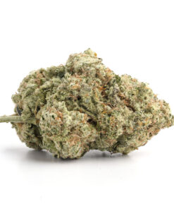 Pink Comet – Indica