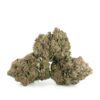 Sensi Star