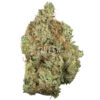 Blue Fuego by Strait A Genetics