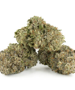 Purple Kush