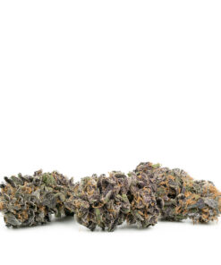 Purple Unicorn