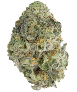 Sherbacio by Alien Labs