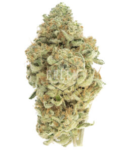 Space Queen by Vic High Growers