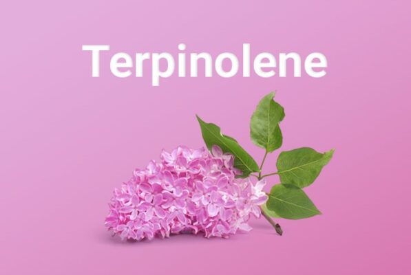 Terpinolene 6 597x400 - What is Limonene?