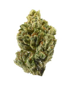 Tropic Thunder – Hybrid — buy online, same-day weed delivery in Toronto | Tropic Exotic