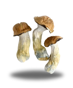 Psilocybin – Tidal Wave AAAA+