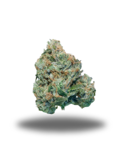 Rose Rozay *Indica*