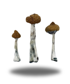 Psilocybin – Thai AAAA+