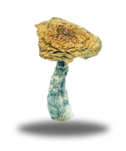 Psilocybin Thrasher – AAAA+