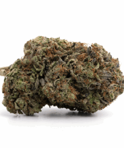 El Chapo – Indica