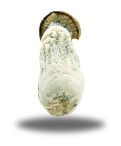 Psilocybin – Makilla Gorilla AAAA+