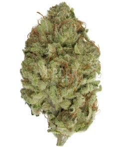 Violator Kush