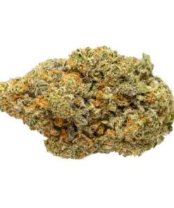White Freezie – Hybrid — buy online, same-day weed delivery in Toronto | Tropic Exotic