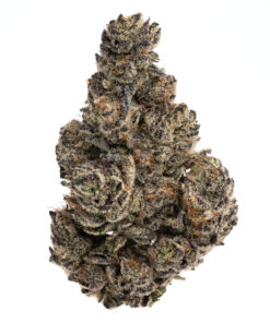 White Truffle