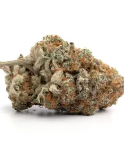 White Truffles – Sativa