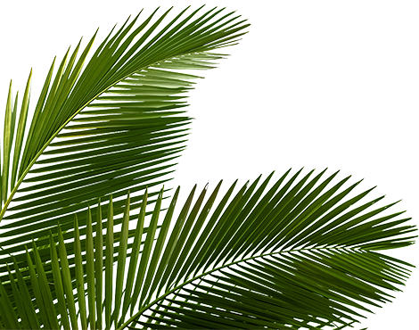 banner bg 1 1 - TropicExotic Weed Delivery Toronto