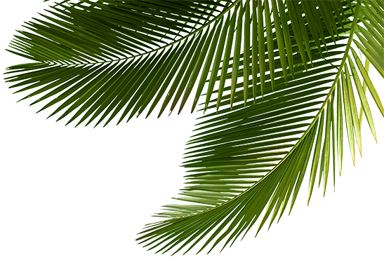 banner bg 2 - TropicExotic Weed Delivery Toronto