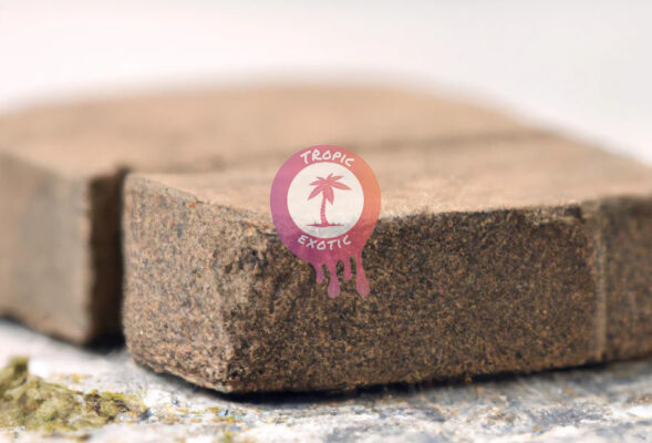 best hash online canada buying hash in canada guide tropic 03 589x400 - Best Hash Online Canada: Buying Hash in Canada Guide
