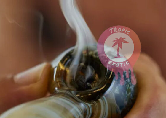 best hash online canada buying hash in canada guide tropic 06 560x400 - Best Hash Online Canada: Buying Hash in Canada Guide
