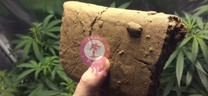 best hash online canada buying hash in canada guide tropic 9 800x371 - Best Hash Online Canada: Buying Hash in Canada Guide