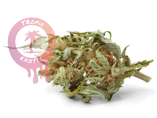 buying cannabis in ontario and alberta valuebuds online dispensary guide 35 - Buying Cannabis in Ontario and Alberta: Valuebuds Online Dispensary Guide