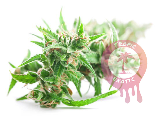 buying cannabis in ontario and alberta valuebuds online dispensary guide 36 - Buying Cannabis in Ontario and Alberta: Valuebuds Online Dispensary Guide
